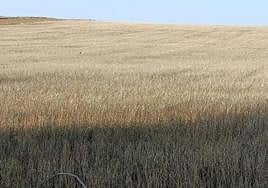 A dry plot of land with cereal crops in Campillos