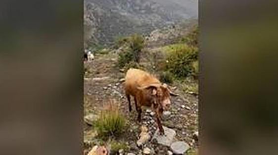 The strange case of the angry goat in the popular Alpujarra hiking area of Spain