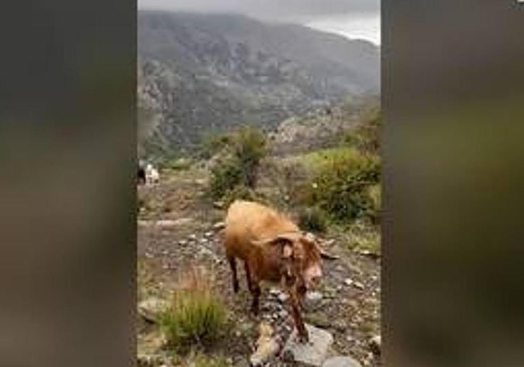 Video of the alleged attacker.