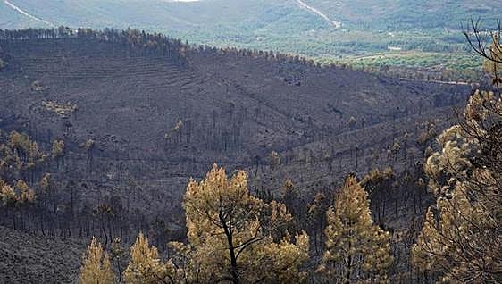 Fires have already destroyed three times as much forest in Spain as in 2022, the worst year of the century
