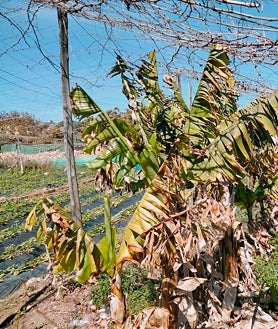 Imagen secundaria 2 - Miguel's variety.