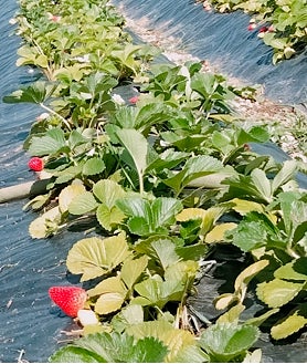 Imagen secundaria 2 - A foreign couple, the stall, strawberry for tomorrow.