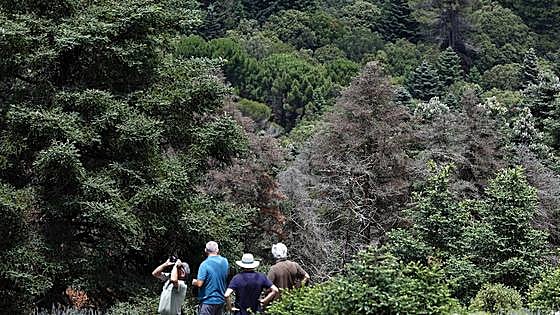 Drought in the Sierra de las Nieves: What will happen to the pinsapo firs?