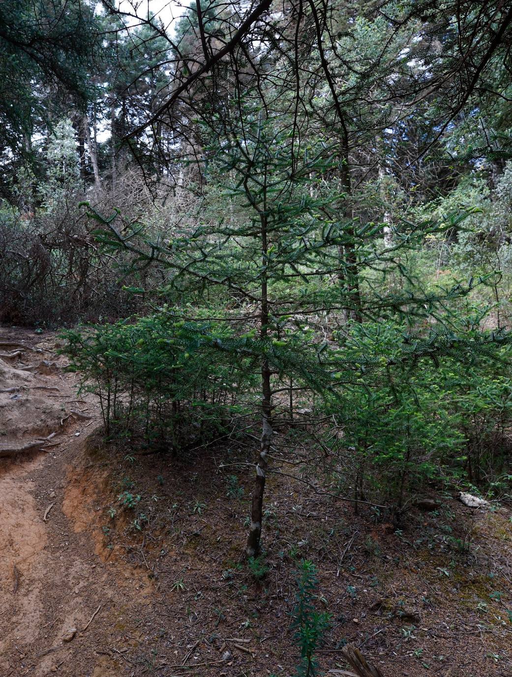 Drought and survival in the Sierra de las Nieves