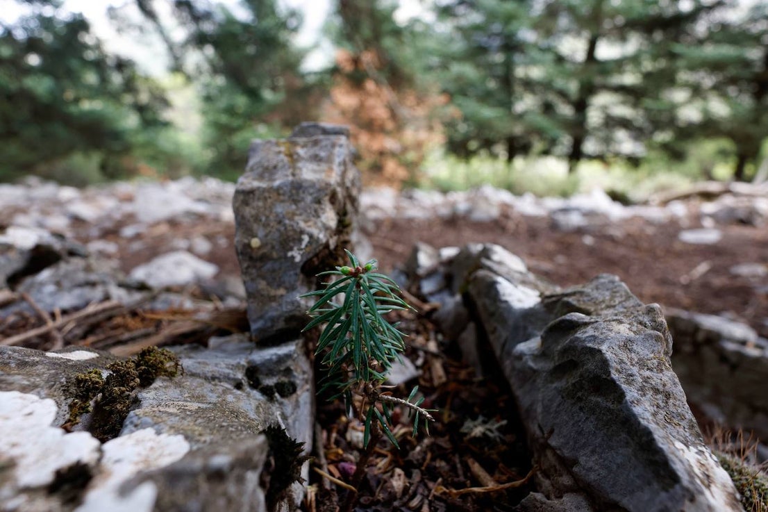 Drought and survival in the Sierra de las Nieves