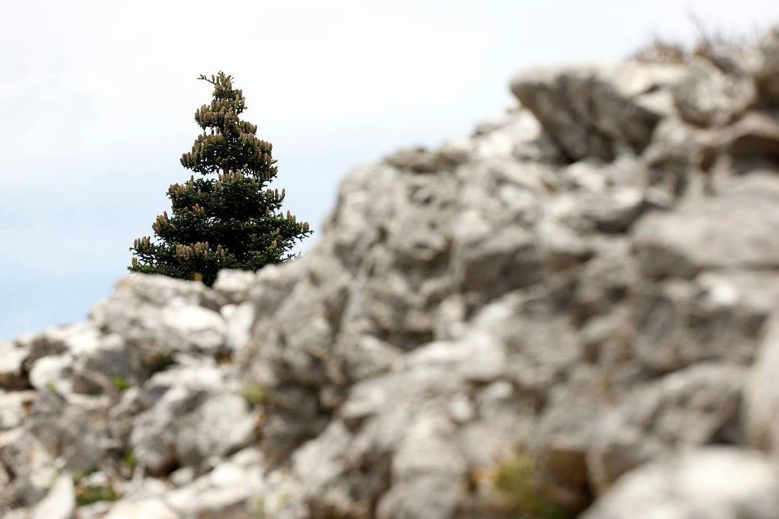Drought and survival in the Sierra de las Nieves