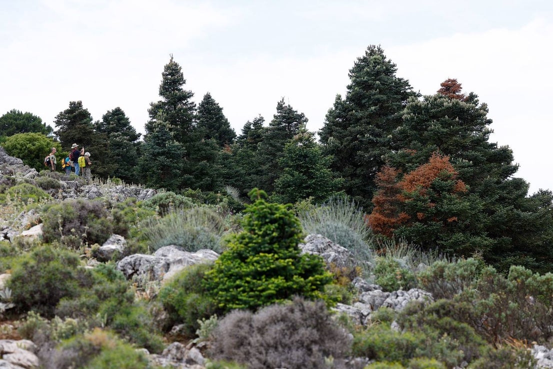 Drought and survival in the Sierra de las Nieves