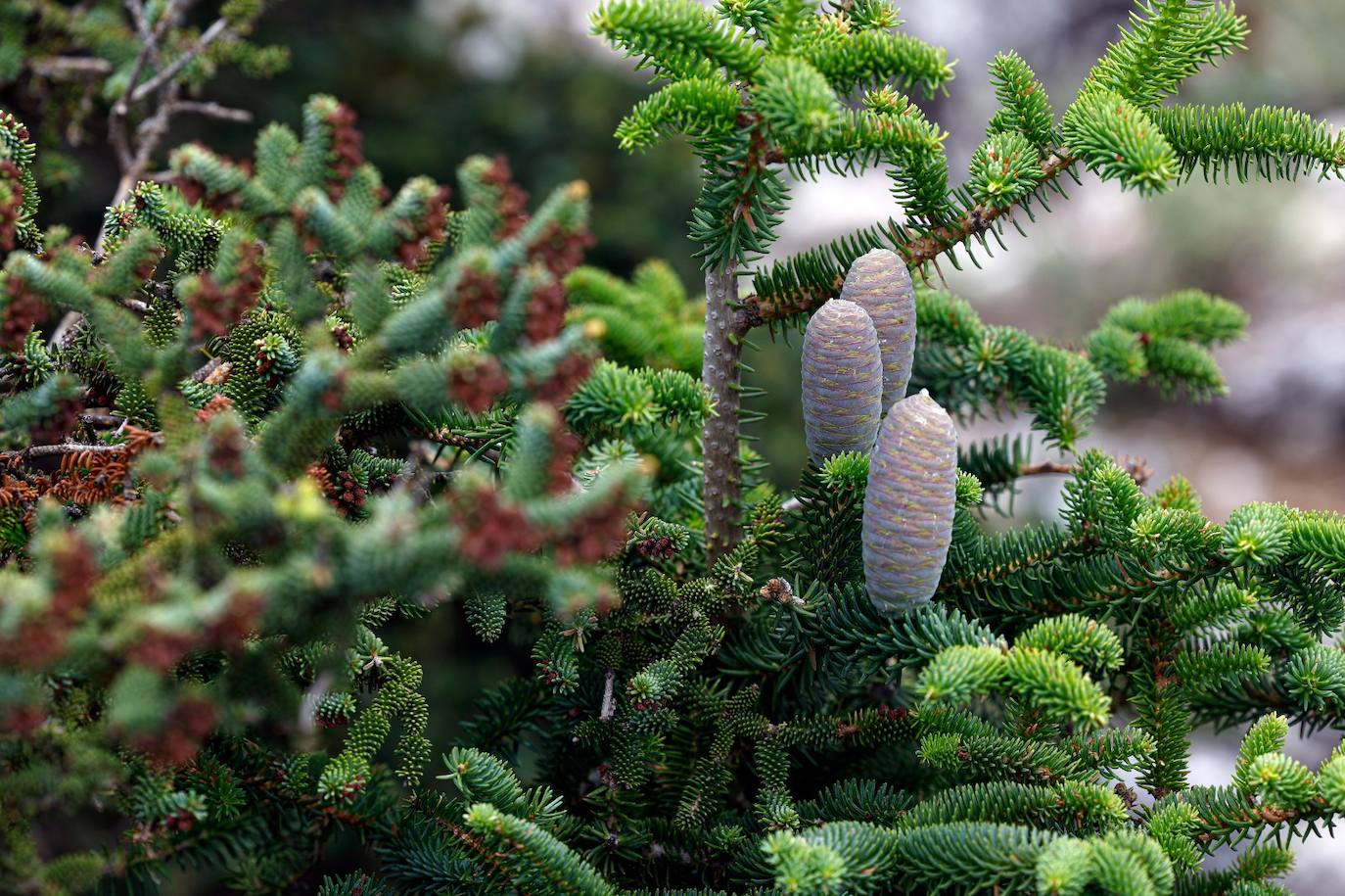 Drought and survival in the Sierra de las Nieves