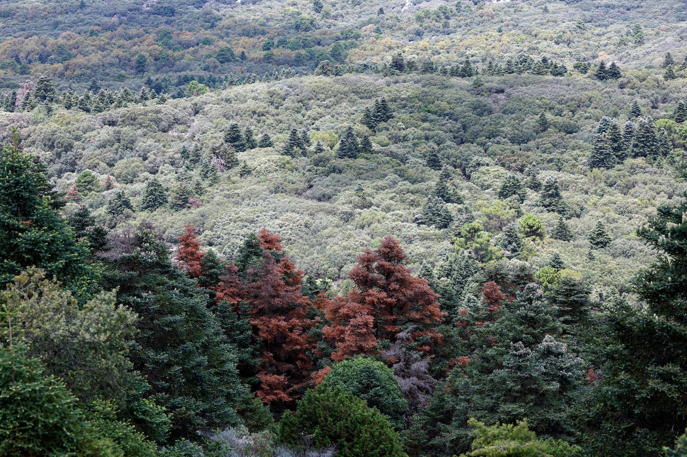 Drought and survival in the Sierra de las Nieves