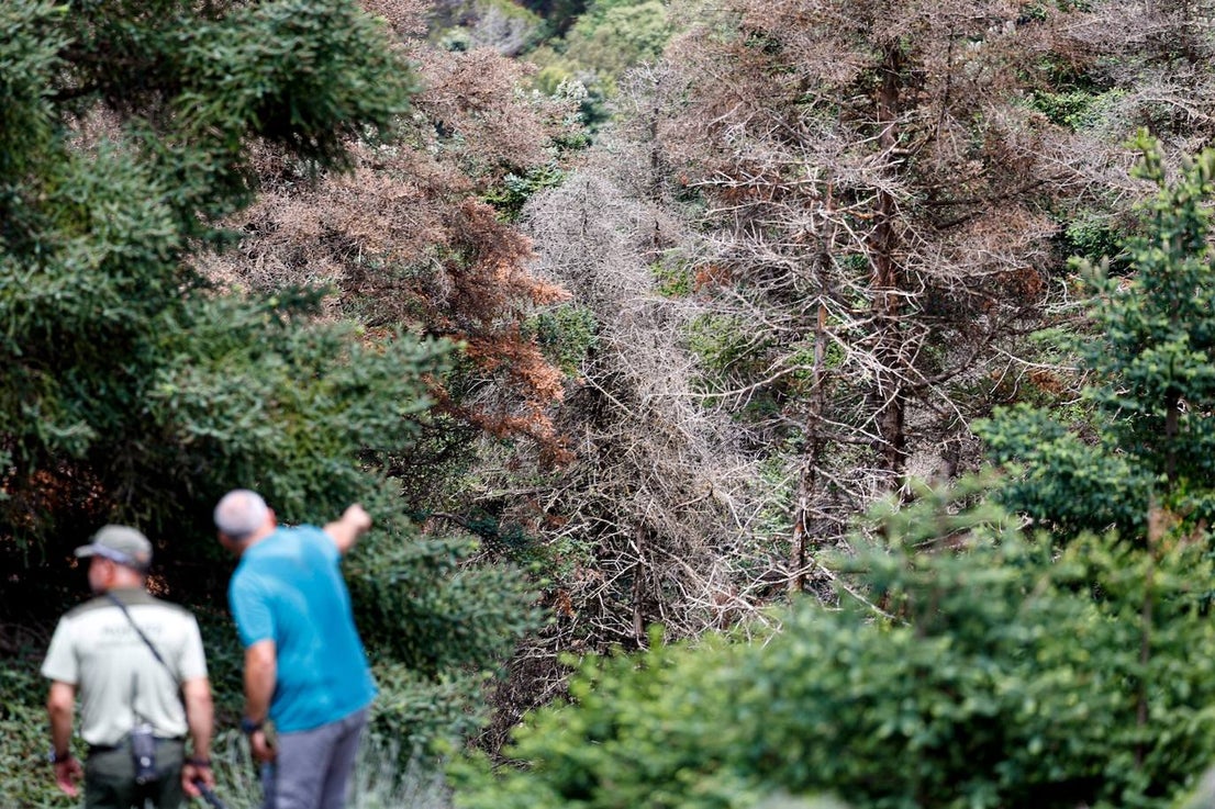 Drought and survival in the Sierra de las Nieves