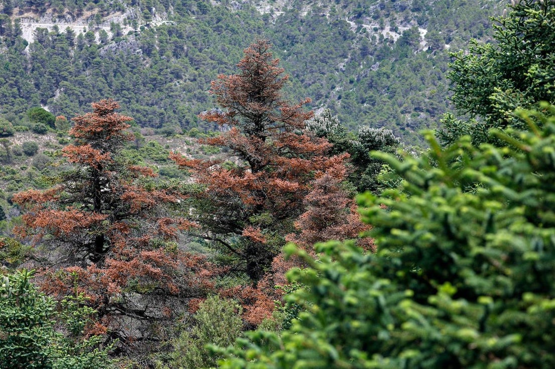 Drought and survival in the Sierra de las Nieves