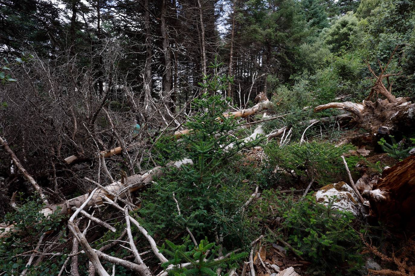 Drought and survival in the Sierra de las Nieves