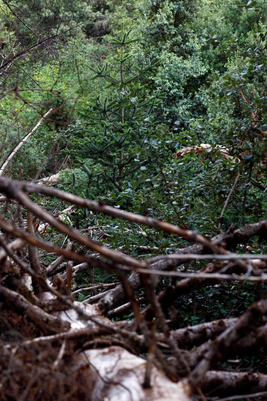 Drought and survival in the Sierra de las Nieves