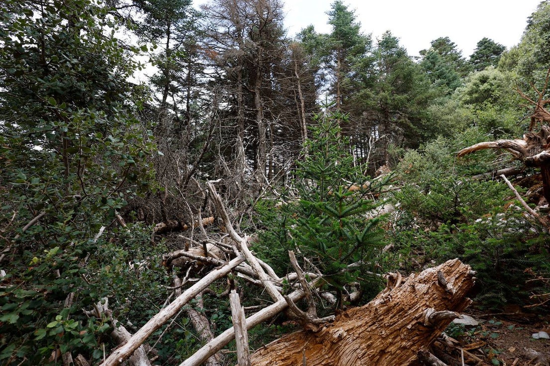 Drought and survival in the Sierra de las Nieves