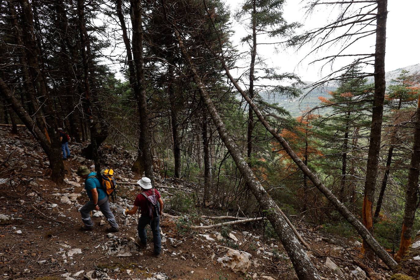 Drought and survival in the Sierra de las Nieves