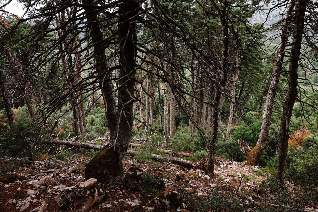 Drought and survival in the Sierra de las Nieves