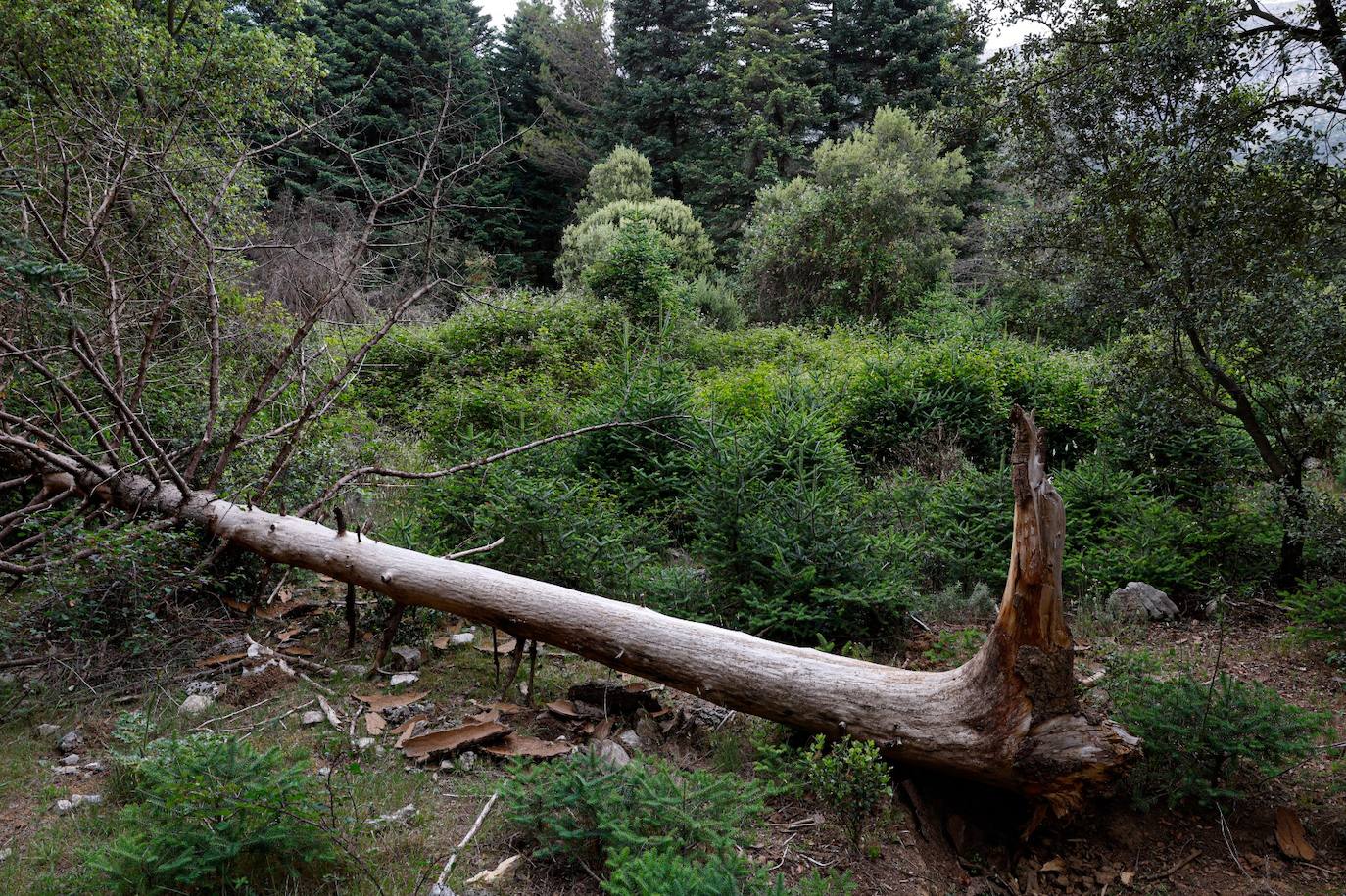 Drought and survival in the Sierra de las Nieves