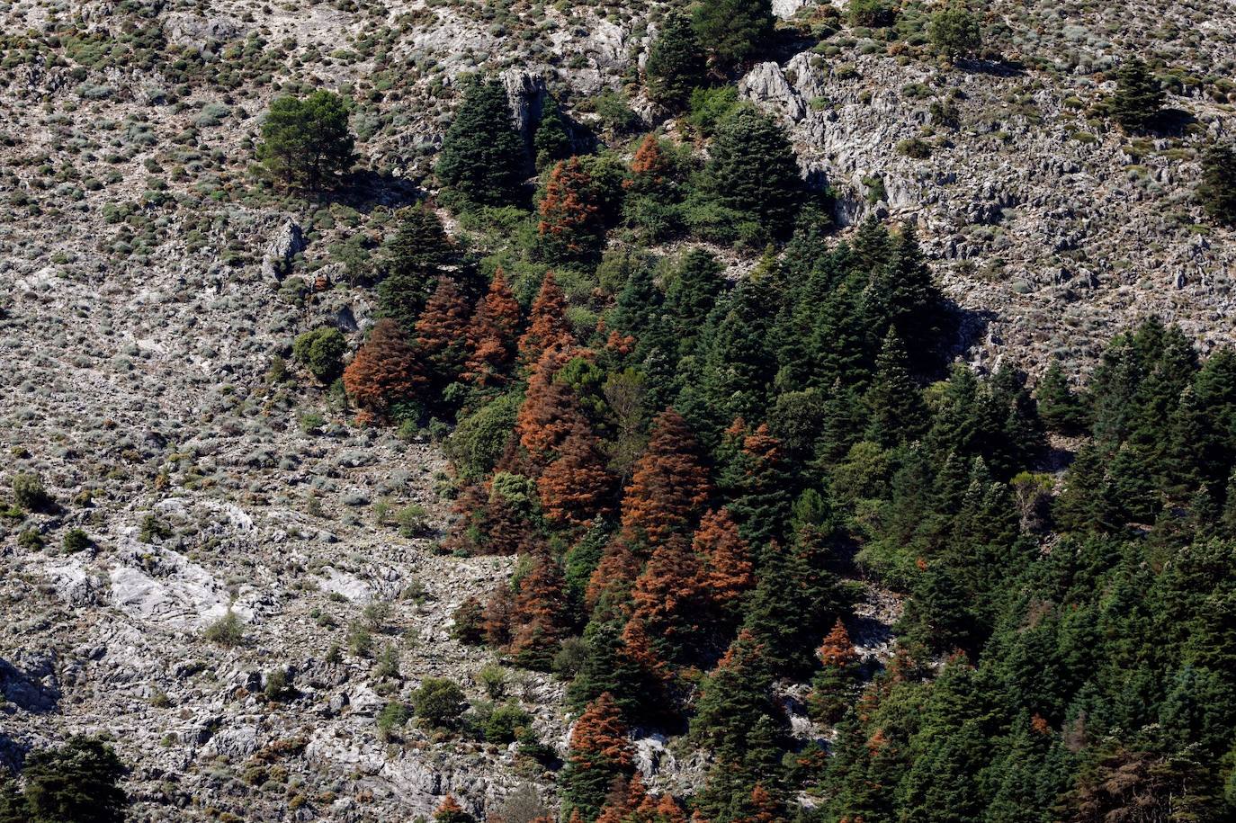 Drought and survival in the Sierra de las Nieves