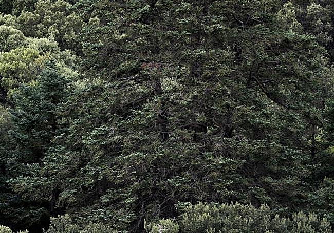 Thick forest in the Sierra de las Nieves.