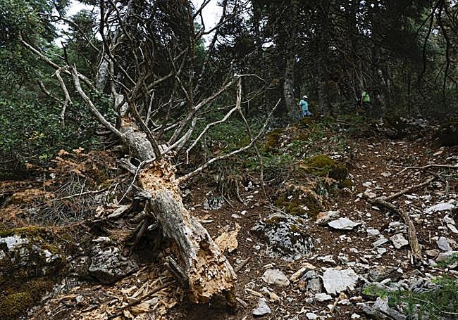 The trunk of a pinsapo affected by the plague of beetles.