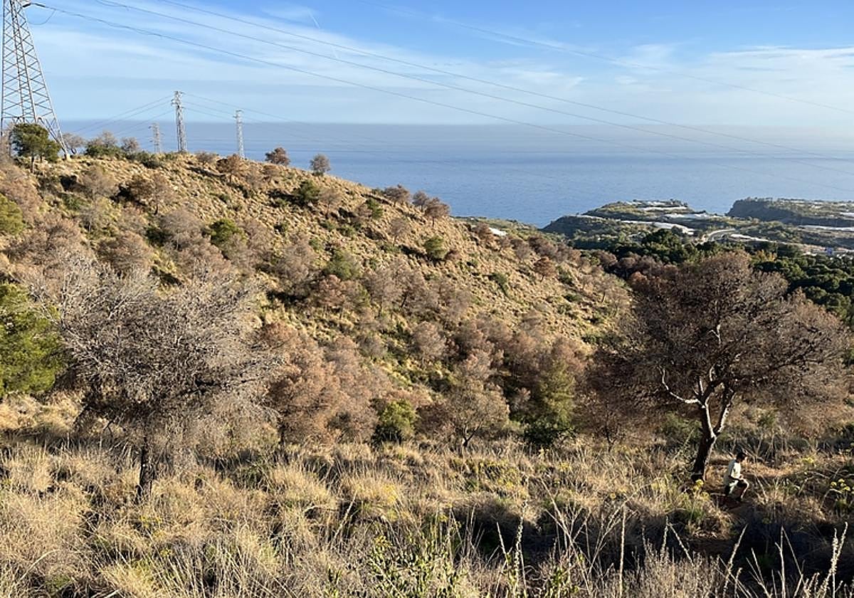 Dead trees in the area close to the Nerja Cave.