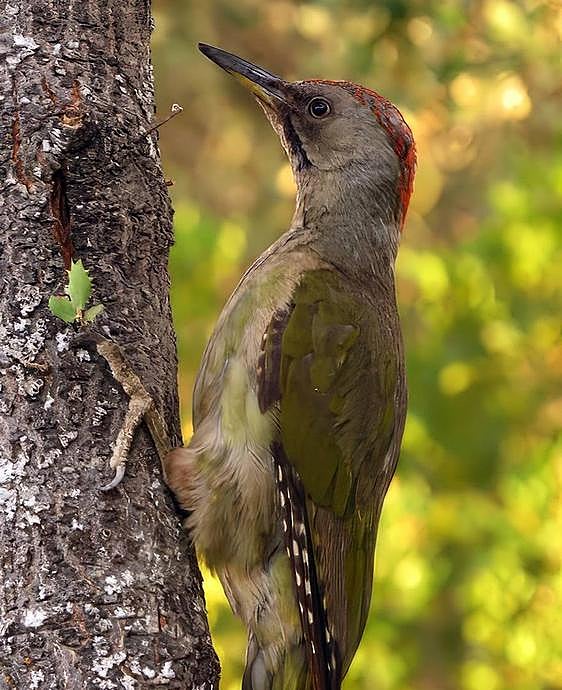 Iberian green woodpecker
