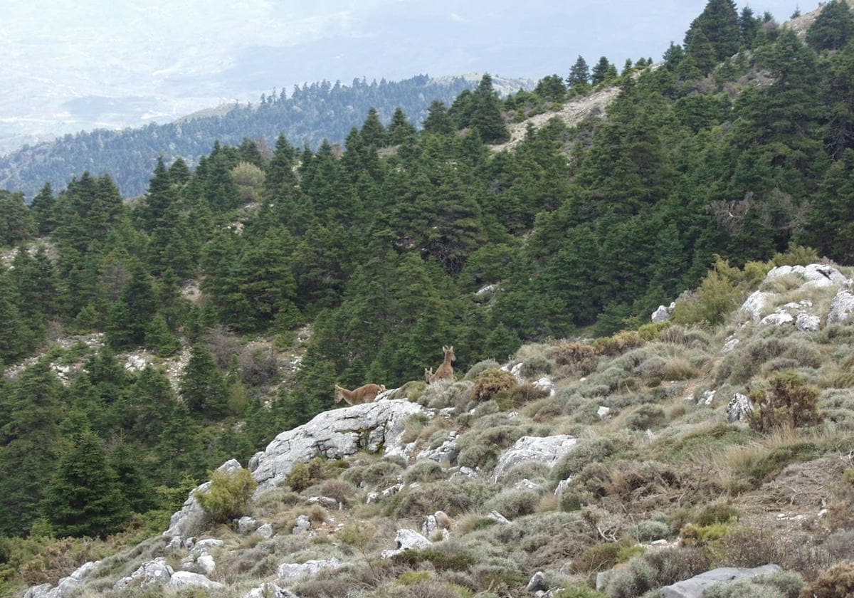 Spanish firs and a herd of ibex.
