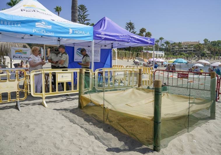 More volunteers sought for 24-hour surveillance of Marbella loggerhead turtle nesting site, and this is how you can sign up