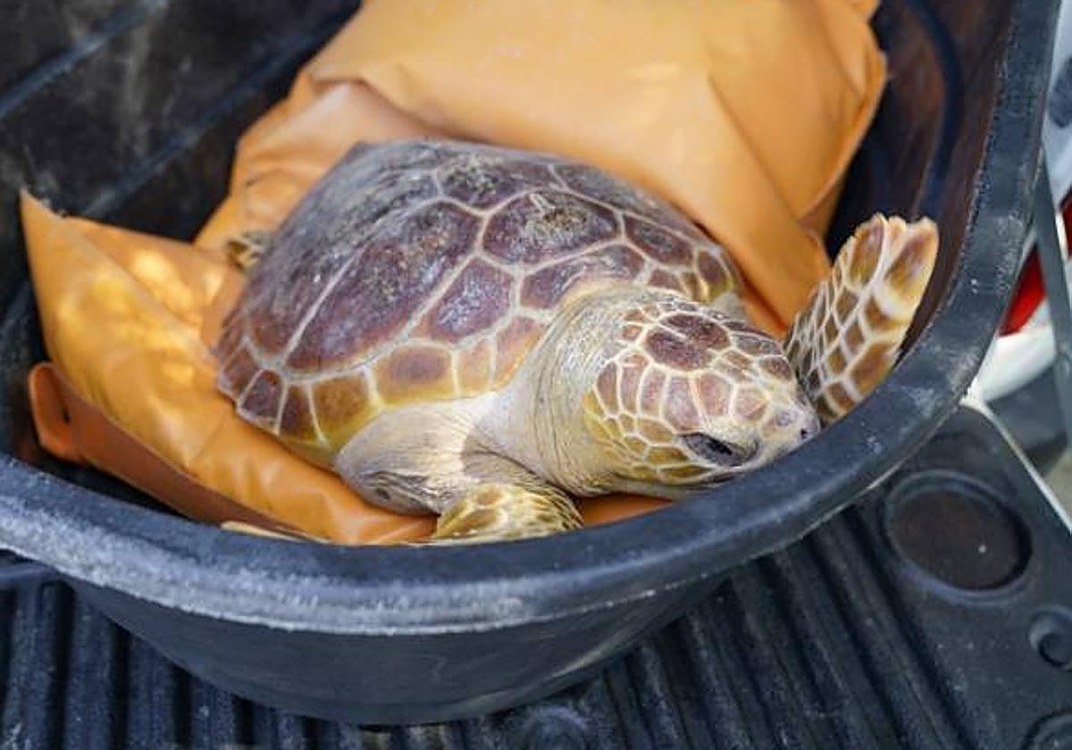 The loggerhead turtle released in Estepona.