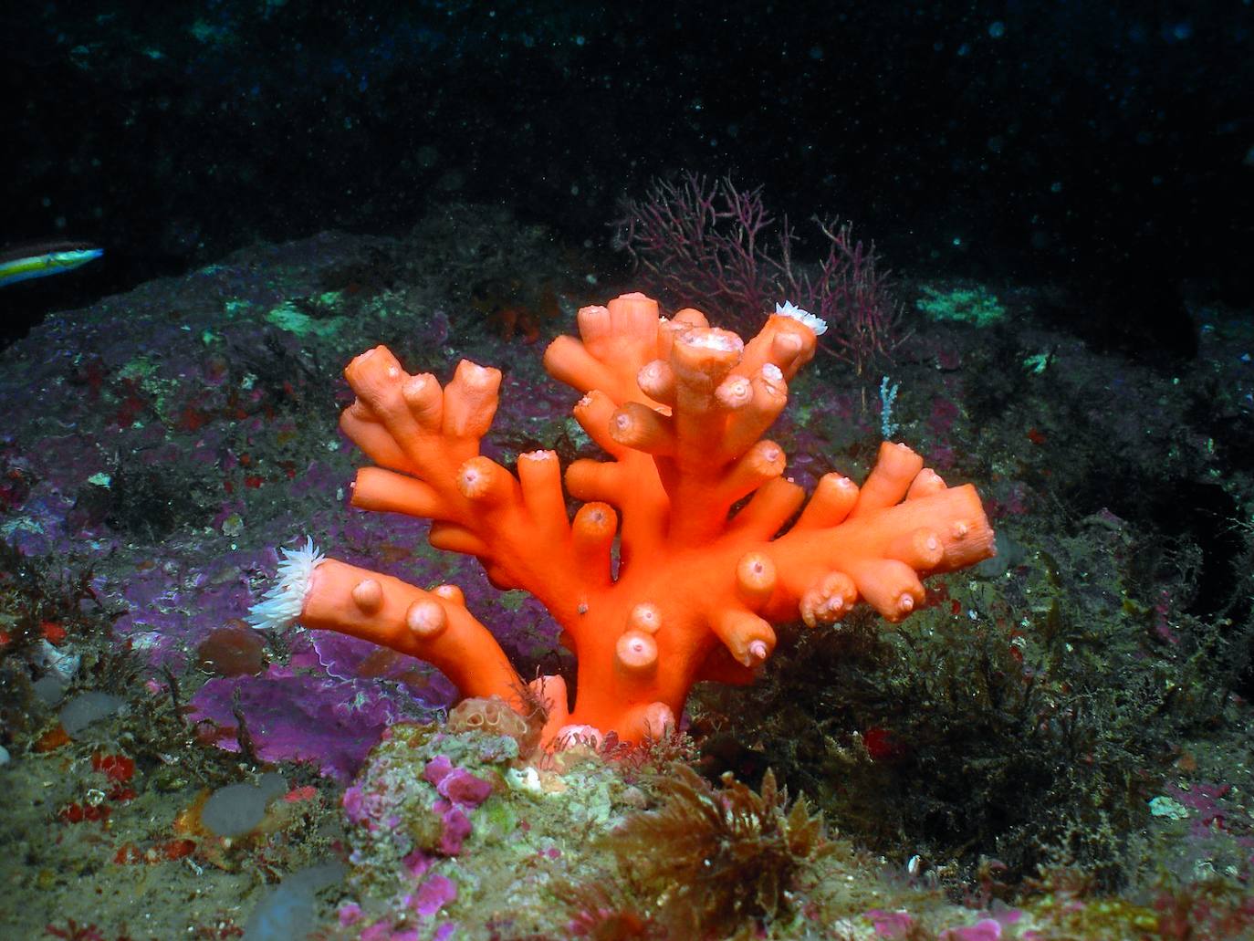 Roqueillo is one of the few places where you can still find Mediterranean coral.