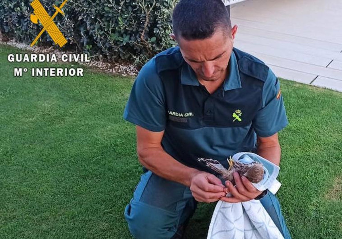 Special branch police team called in to rescue kestrel trapped in Benahavis chimney