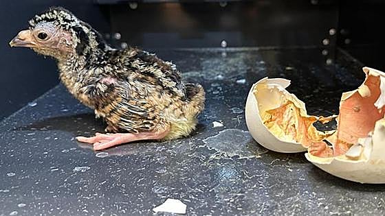 Mystery as the unusual bird egg that was incubated at Torremolinos town hall has finally hatched