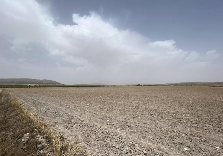 Drought takes its toll in Andalucía with less agricultural production and more expensive food