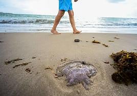 Dead jellyfish appeared on Sunday on Pinedo beach in Valencia.
