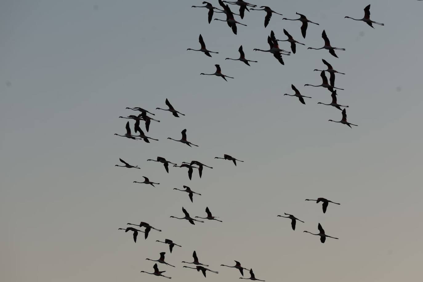 Picture special: flamingos arrive at mouth of river in middle of Malaga city