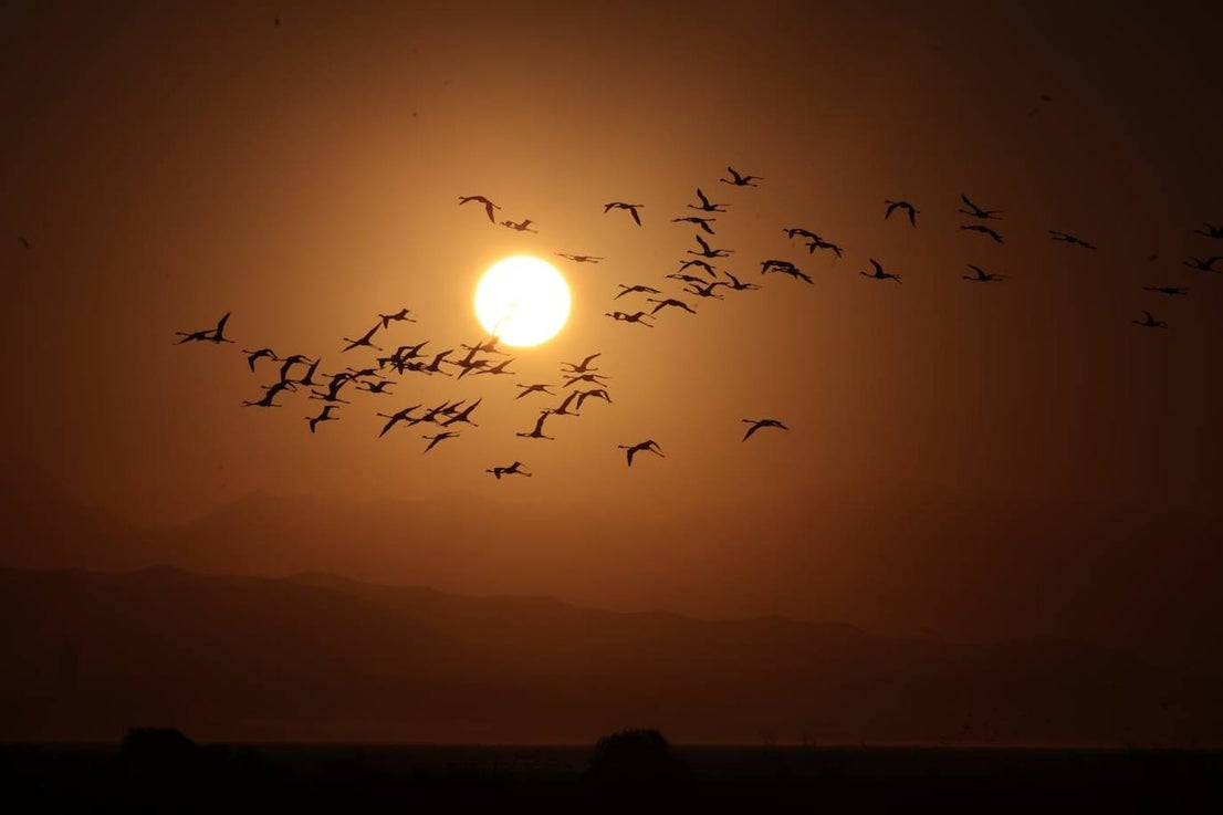 Picture special: flamingos arrive at mouth of river in middle of Malaga city