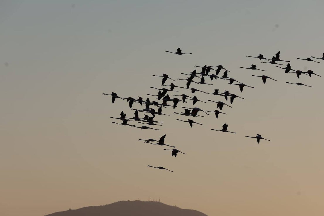 Picture special: flamingos arrive at mouth of river in middle of Malaga city