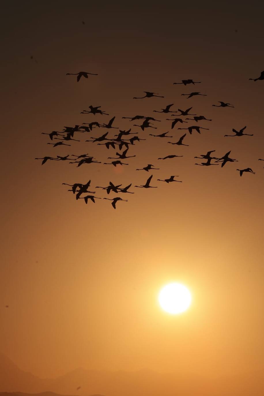 Picture special: flamingos arrive at mouth of river in middle of Malaga city