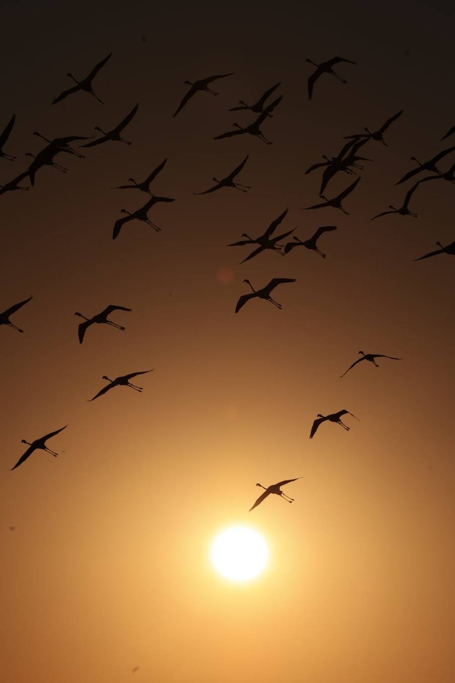 Picture special: flamingos arrive at mouth of river in middle of Malaga city