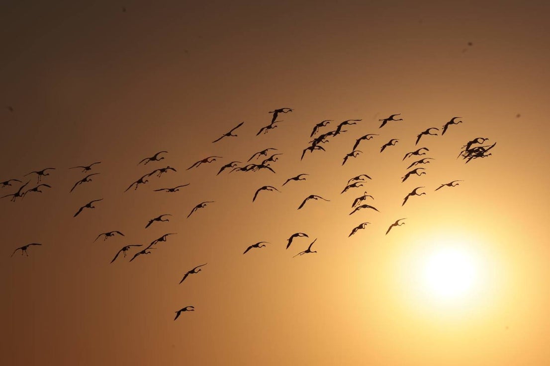 Picture special: flamingos arrive at mouth of river in middle of Malaga city