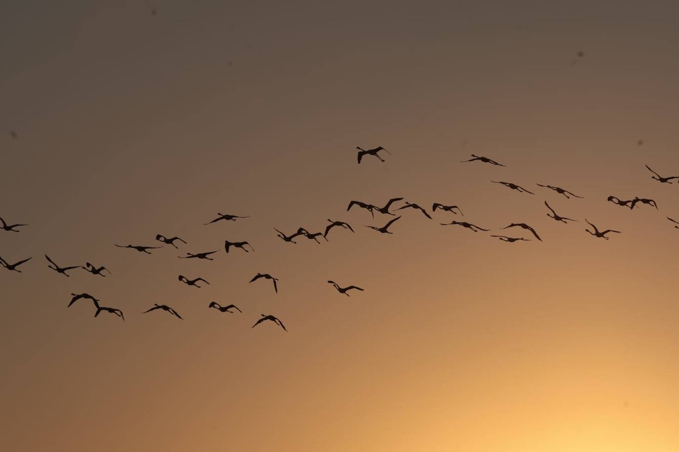Picture special: flamingos arrive at mouth of river in middle of Malaga city