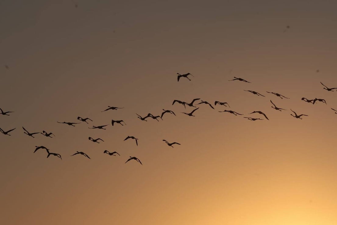 Picture special: flamingos arrive at mouth of river in middle of Malaga city