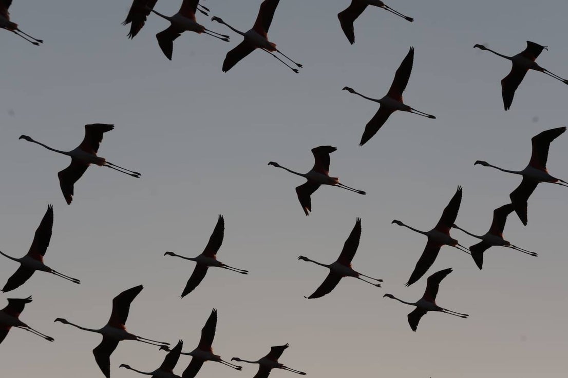 Picture special: flamingos arrive at mouth of river in middle of Malaga city
