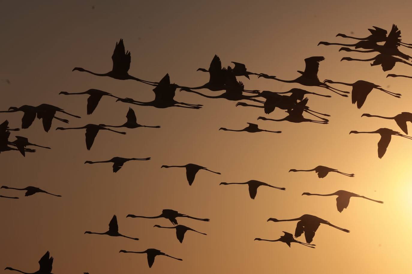 Picture special: flamingos arrive at mouth of river in middle of Malaga city