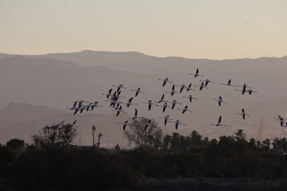 Picture special: flamingos arrive at mouth of river in middle of Malaga city