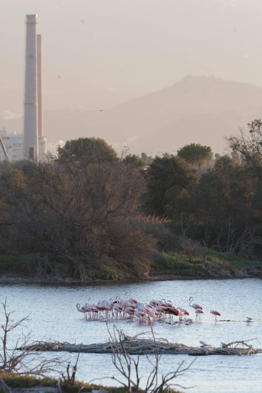 Picture special: flamingos arrive at mouth of river in middle of Malaga city