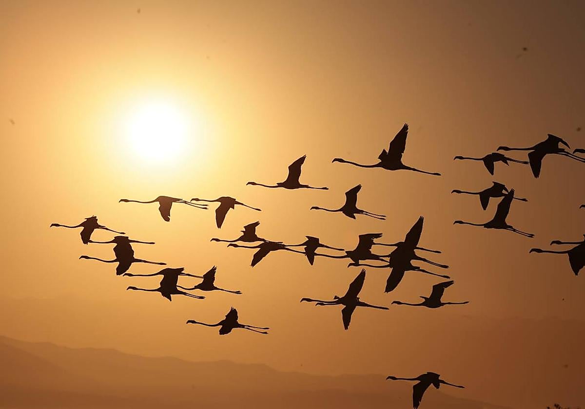 Picture special: flamingos arrive at mouth of river in middle of Malaga city