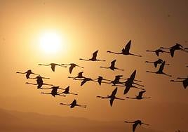 SUR photographer Salvador Salas was up very early in the day to capture the amazing sight of the birds soaring over the city skyline
