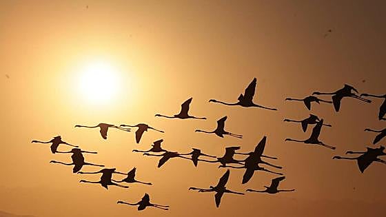 Picture special: flamingos arrive at mouth of river in middle of Malaga city