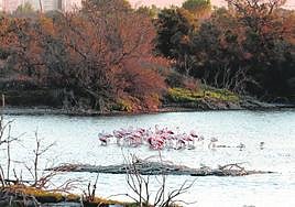 Flamingos at the mouth of the Guadalhorce river in Malaga city.